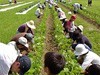 いしかわの新規就農最前線　農家を目指す若者と、農業を支える仕組み