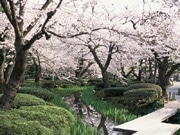 兼六園「観桜期の無料開園」が間近に－開花予想日は4月1日