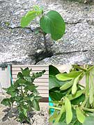 金沢の「幸運の大豆」話題に－コンクリートのすき間から芽を出し収穫へ