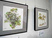 ボタニカルアートによる「兼六園の花」展－見ごろに合わせ作品展示