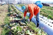 「日本一小さい専業農家」で春の種まき始まる－能美でUターン就農10年目