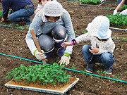 大豆栽培サークル「まめまめくらぶ」が今年の活動開始－野々市町