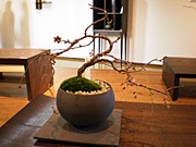 桜をテーマに「景観盆栽」と家具がコラボ－金沢のギャラリーで企画展