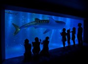 のとじま水族館に「ジンベエザメ」登場－能登観光の新たな目玉に