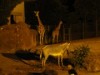 いしかわ動物園で「ナイトズー」－夜行性ムササビ限定公開も