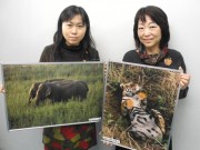神保町でトラとゾウを守るチャリティー展－「ぞうさんペーパー」に描いた作品も