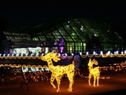 京都府立植物園でクリスマス・イルミネーション企画