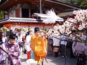 京都地主神社で「さくら祭り」－縁結びの神様で良縁を祈願