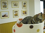 京都の猫カフェ「ねこ会議」、店内のギャラリーで「猫」写真個展