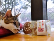 京都の猫カフェ「ねこ会議」が2周年－オリジナルどら焼き配布