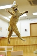 京都の猫カフェで「アクティブにゃんこ撮影会」－「空飛ぶ猫」に挑戦も