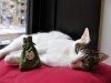 京都の猫カフェ「ねこ会議」が3周年－祇園祭に合わせ「猫山ちまき」進呈