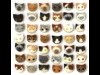 烏丸五条の紅茶店で「猫毛祭り」－猫毛フェルトを使った作品展示