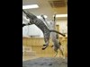 京都の猫カフェで「アクティブにゃんこ撮影会」-「空飛ぶ猫」に挑戦も