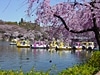 春到来！吉祥寺・お花見特集　桜を見ながら食べたい－とっておきテークアウトごはん！