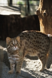 夕暮れの動物園を「探検」－井の頭自然文化園が参加者募集