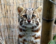 猫の日にちなみ「ヤマネコ」テーマに特別展示－井の頭自然文化園
