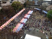 吉祥寺 中央通・桜並木のライトアップ、今年は3月29日から