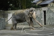 アジアゾウ「はな子」が61歳に－井の頭自然文化園でお祝い会
