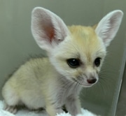 ナウシカのペット－フェネックの赤ちゃん3兄弟、井の頭自然文化園で公開