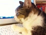ギャラリーで亡き吉祥寺のアイドル猫の写真展－住民のきずな深めた猫
