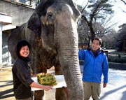 ゾウの「はな子」が63歳に－井の頭自然文化園でお祝い会開催へ
