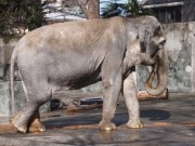 井の頭動物園の人気者、ゾウの「はな子」が65歳に－お祝い会開催へ