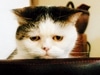 続 まこという名の不思議顔の猫 