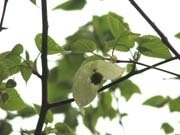 新神戸・布引ハーブ園のハンカチノキが開花－今月いっぱい見ごろに
