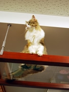 元町の猫カフェに「肉球鑑賞 猫ロード」－肉球好きの常連客などに好評