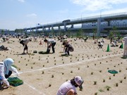 「神戸震災復興記念公園」－ボランティア400人が芝生の苗を植え付け