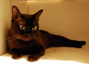 神戸・元町の猫カフェで「猫スタッフ退職式」－キャットフード1年分贈る