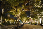 神戸ハーバーランドでクリスマス－全長700メートルのイルミネーションも