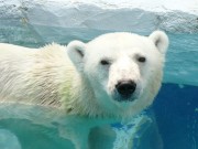 ズーラシアにホッキョクグマ「バリーバ」－愛媛の動物園から来園へ