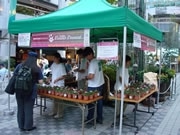 京橋コムズガーデンが恒例フラワープレゼント企画－千人に配布