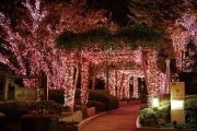 OAPのクリスマス―15万球以上のLEDライトによる「光の通り抜け」や「花の滝」が登場
