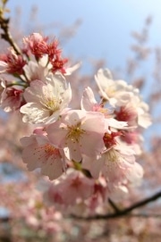 京橋エリアの「桜」スポット－今年の開花、例年より「早まる見込み」
