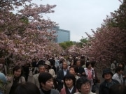 126種類の桜が豪華競演－大阪造幣局「通り抜け」にぎわう