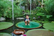 巨大水草「オオオニバス」でスパゲティ－咲くやこの花館が世界初メニュー化
