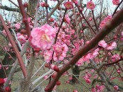 市内随一「大阪城梅林」、早咲きの梅が見ごろに－現在7割開花