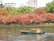 「御舟かもめ」、桜シーズンの運航開始－都島在住の若夫婦が運営