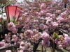 造幣局桜の通り抜け、始まるー小手毬