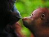 帝国ホテル大阪でオランウータンの写真展－「生物多様性」考える