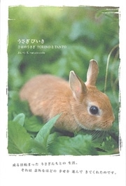 クリエーターができ愛する「うさぎ」の写真展－相模大野のカフェで