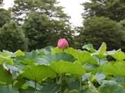 薬師池公園の大賀ハス、7月下旬から見ごろに－ハス焼酎発売も