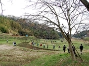 町田で「多摩丘陵フットパス」イベント－山桜観賞とスローフード体験も