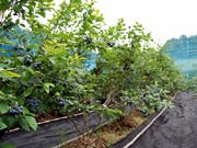 町田の農園が「ブルーベリー摘み取り」販売－500円玉サイズの実も