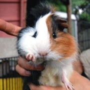 モヒカン頭のモルモット「UKちゃん」、母になる－町田リス園