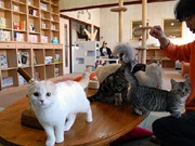 相模原に「猫専門」カフェと生体販売の複合店