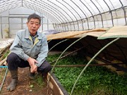 町田の伝統野菜「小山田ミツバ」出荷始まる－栽培農家は1軒のみ